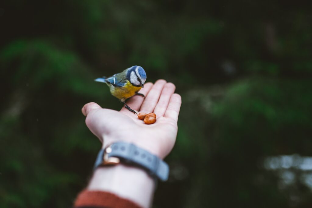Delicate Titmouse on Hand: Vibrant Bird Against Lush Greenery Wallpaper