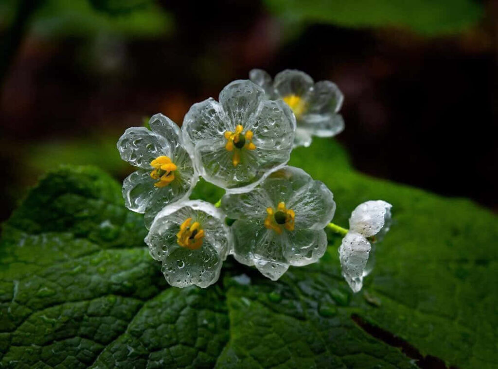 Transparent Flower Wallpaper: Ethereal Beauty & Lush Green Background