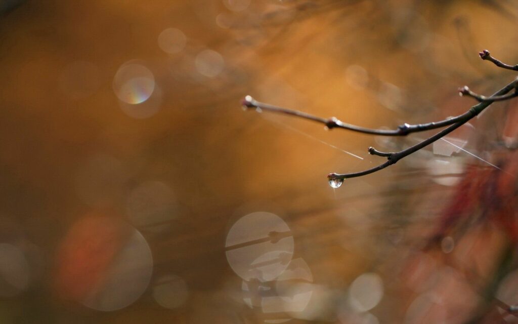 Delicate Tree Branches with Water Droplets - Warm Macro Wallpaper