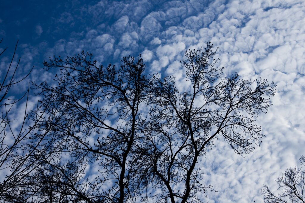 Delicate tree branches silhouetted against vibrant blue sky with fluffy textured clouds background Wallpaper