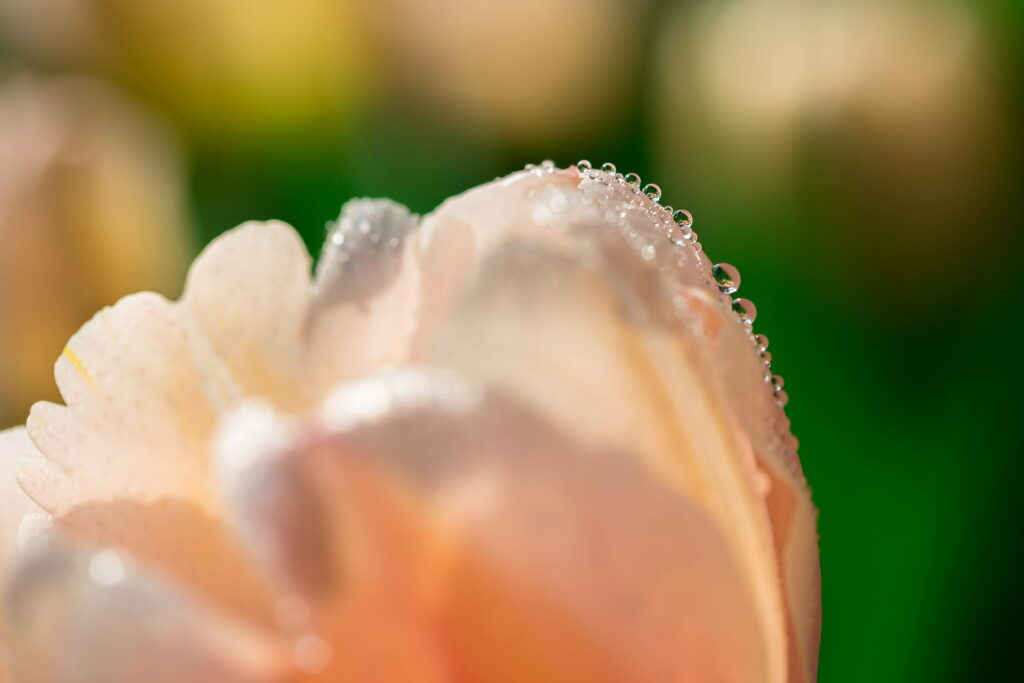 Vibrant Close-Up of Tulip with Dew Drops – Fresh Floral Wallpaper