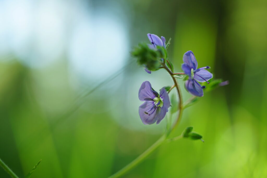 Delicate Veronica Chamaedrys Flowers Wallpaper - Serene Green Background
