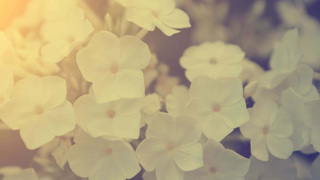 Soft-Focus Vintage Flower Wallpaper in Warm Gentle Light