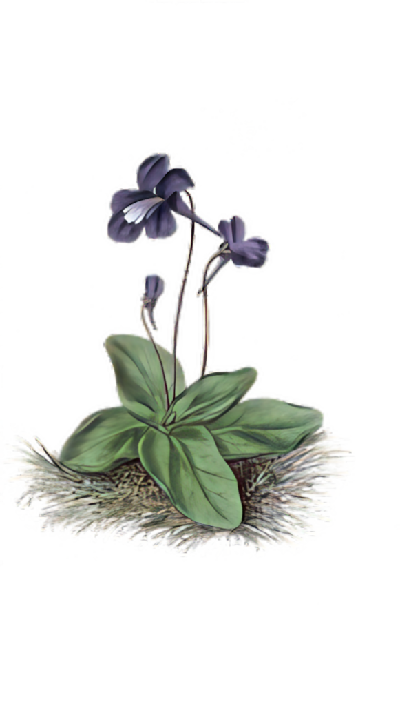 Elegant Violet Flower Illustration with Green Leaves - Natural Aesthetic Wallpaper