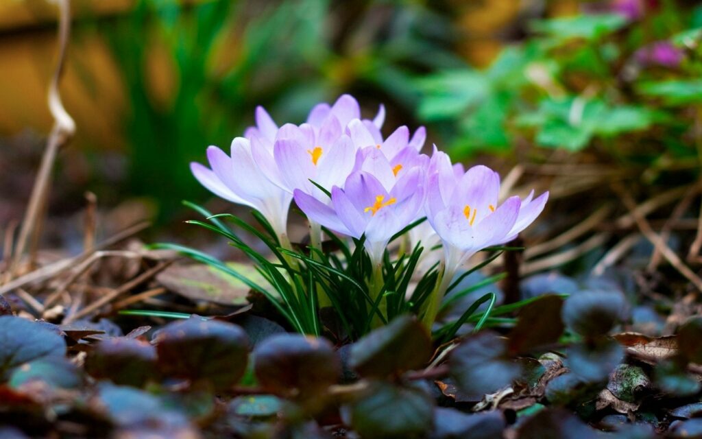 Vibrant Violet Flowers Wallpaper in Serene Natural Setting
