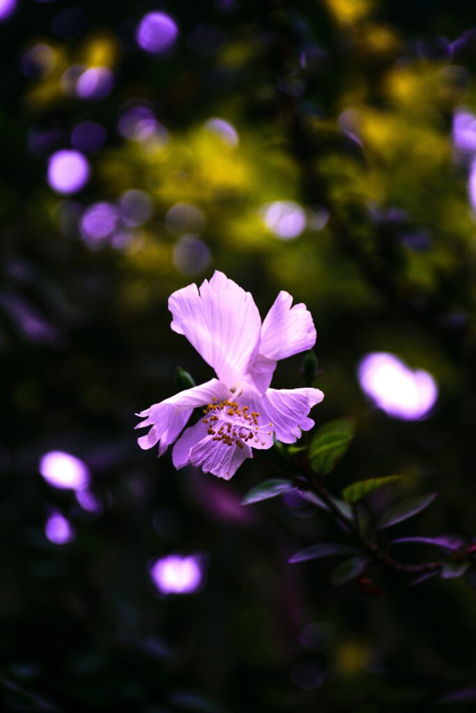 Violet Hibiscus Flower Wallpaper with Softly Blurred Background