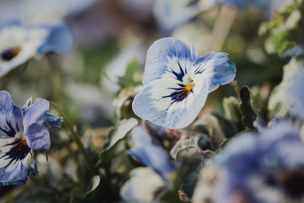 Delicate Violet Flowers with Intricate Petals on Soft Natural Background Wallpaper