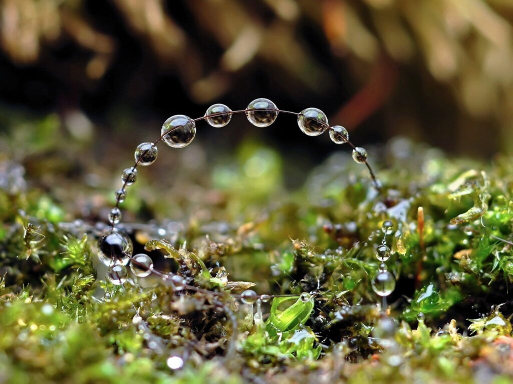 Delicate Water Droplets Arch on Thread: Nature's Wallpaper Background