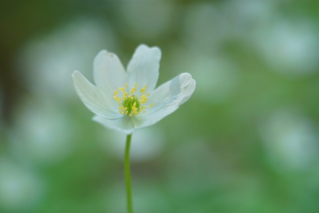 Macro Shot of Delicate White Anemone Flower - Wallpaper Background