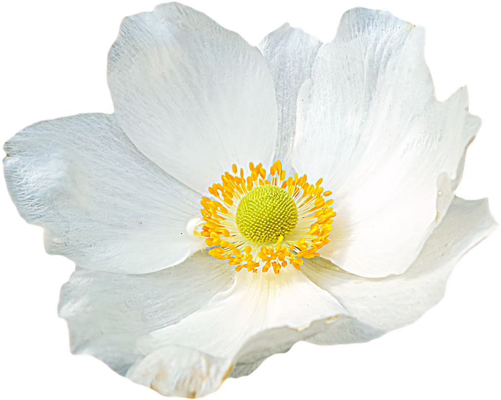 Delicate White Anemone Flower on Transparent Background – Versatile Use Wallpaper
