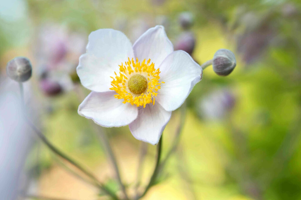 Delicate White Anemone Flower Wallpaper with Vibrant Yellow Center