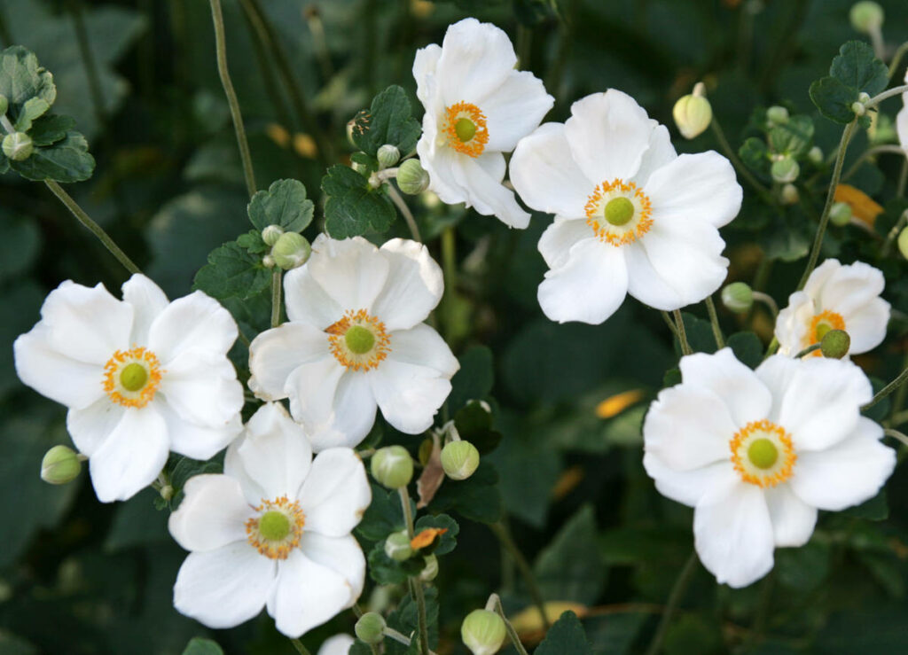 Delicate White Anemone Flowers on Lush Green Background Wallpaper