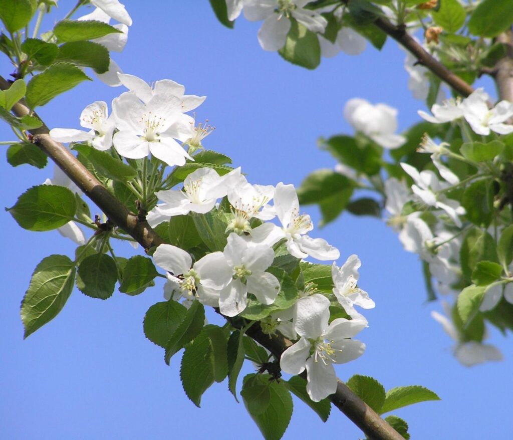 Delicate White Apple Blossoms Against Blue Sky - Spring Background Wallpaper