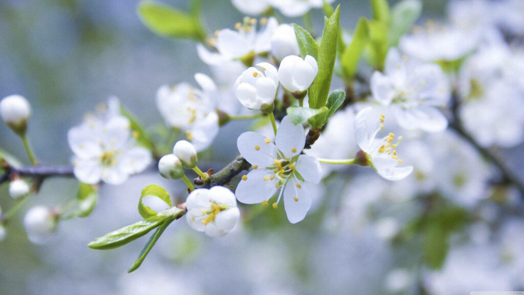 Delicate White Apple Blossoms on Branch | Spring Beauty Close-Up Wallpaper