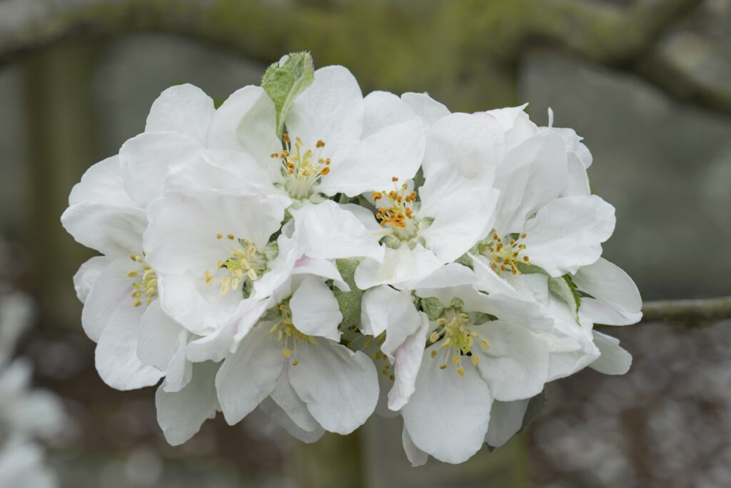 Delicate White Apple Blossom Wallpaper: Fresh Spring Background