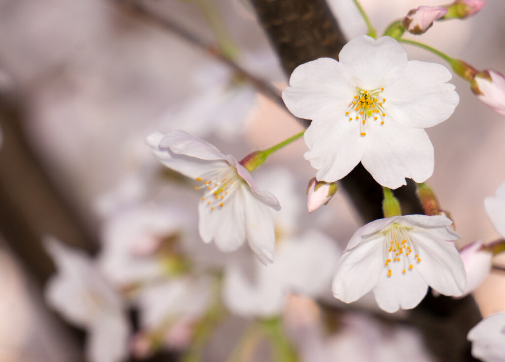 Macro White Apple Tree Flowers Wallpaper - Spring Petals & Background
