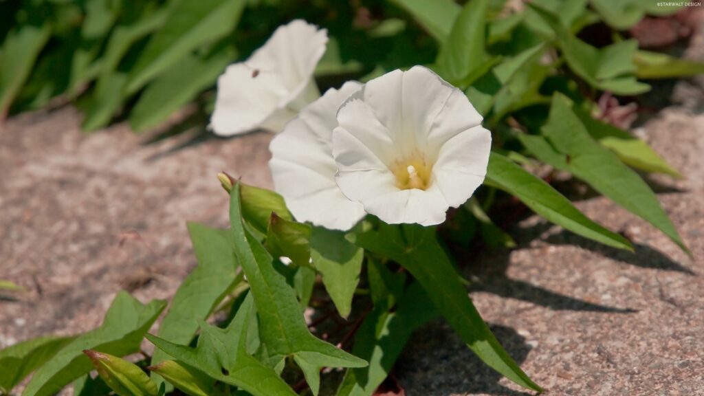Stunning Bindweed Flowers on Textured Asphalt Background Wallpaper