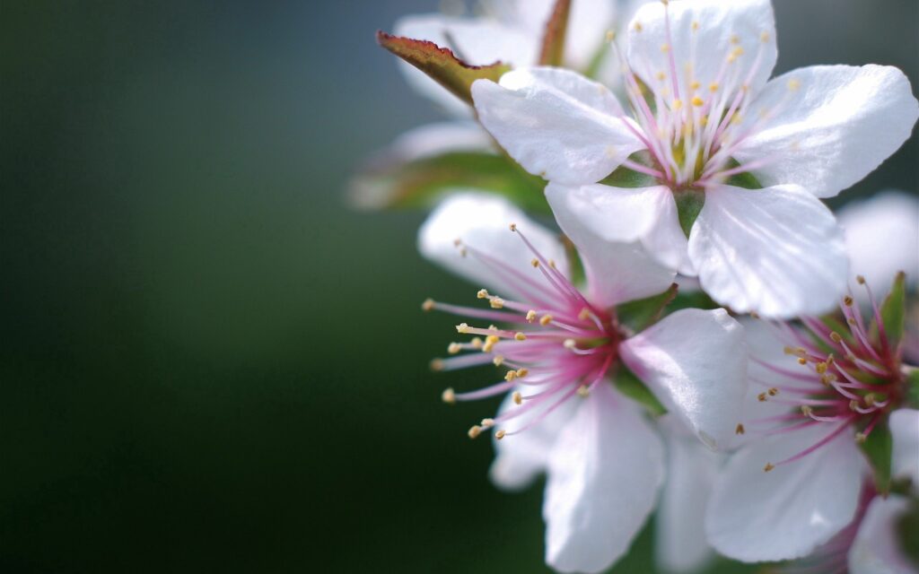 Spring Blossom Wallpaper: Delicate White Flowers & Lush Greenery