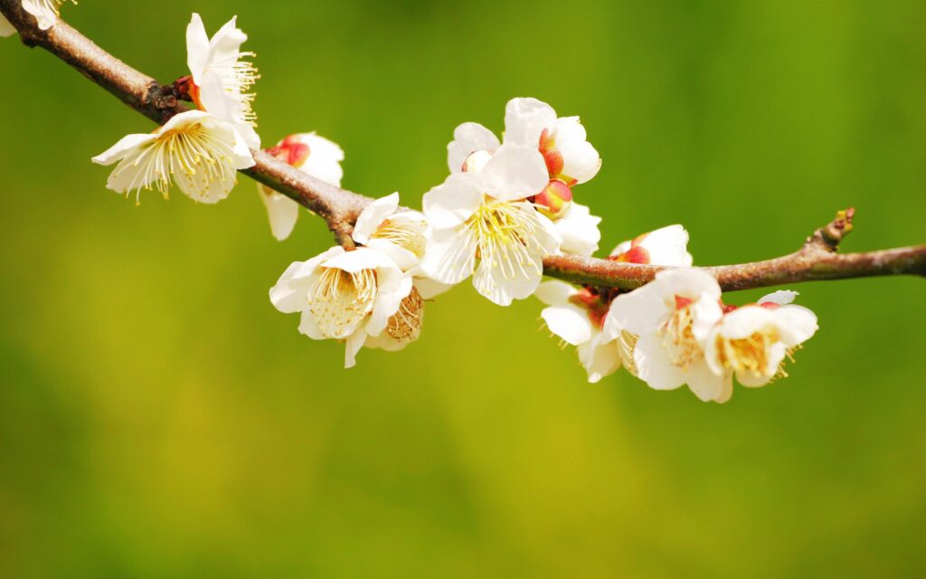 Delicate White Blossom Wallpaper: Spring's Vibrant Green Background