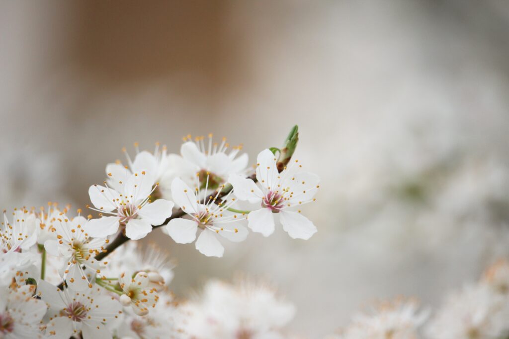 Soft Focus White Blossom Wallpaper: Spring Renewal Background