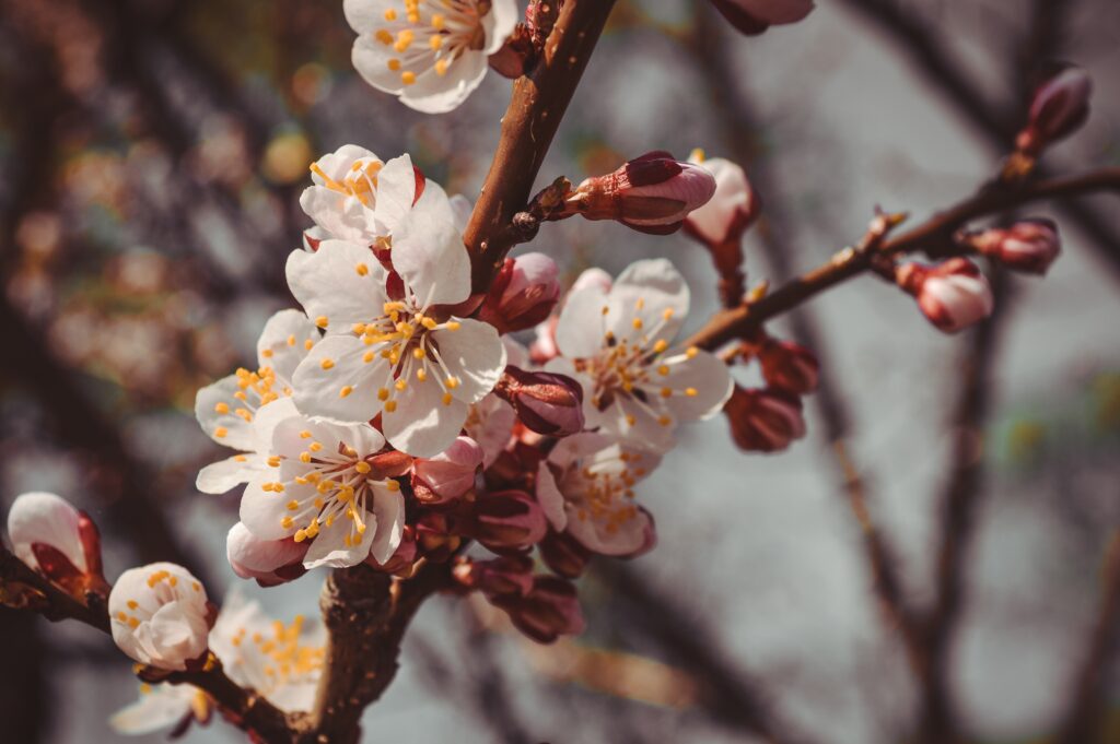 Spring Blossom Wallpaper: Close-Up of Delicate White Flowers