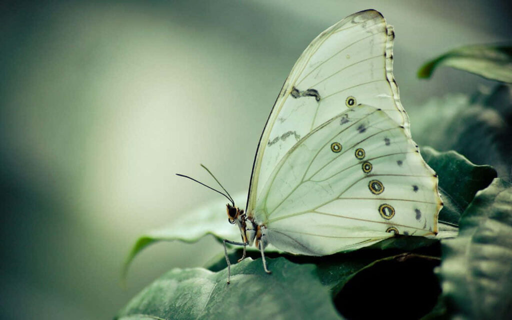 Delicate White Butterfly Close-Up: Serene Leaf Wallpaper Background