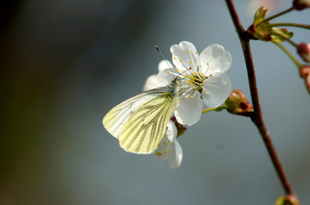 Delicate White Butterfly on Cherry Blossom - Spring Wallpaper Background
