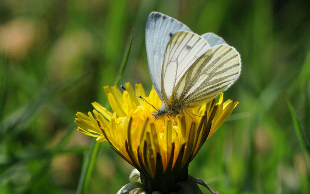 White Butterfly on Yellow Flower - Lush Green Wallpaper Background