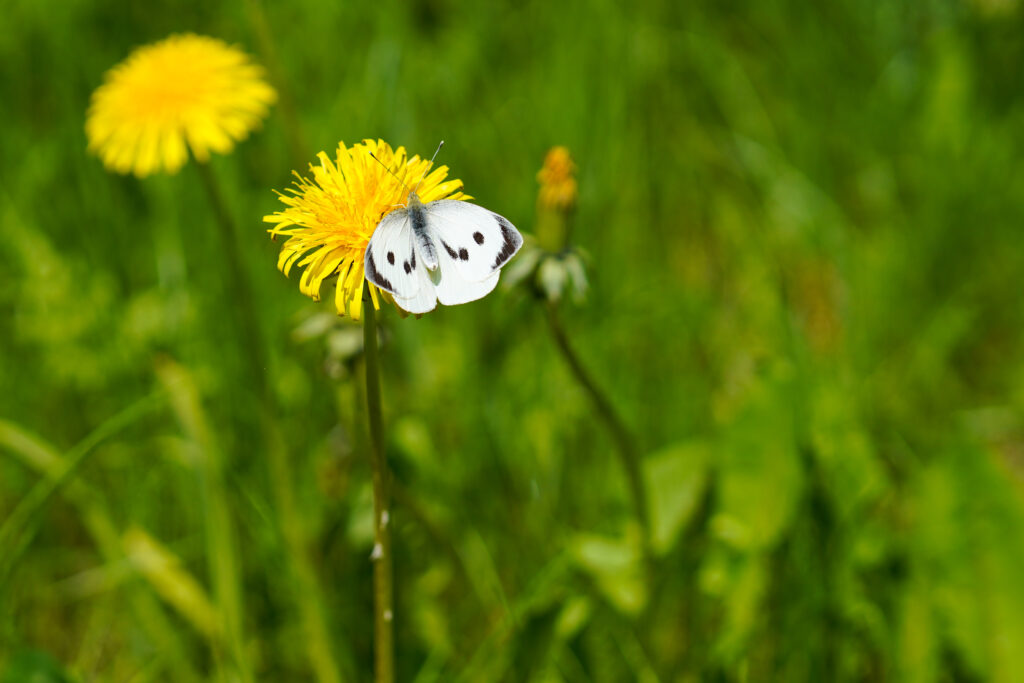 Delicate White Butterfly on Vibrant Yellow Dandelion - Nature Wallpaper