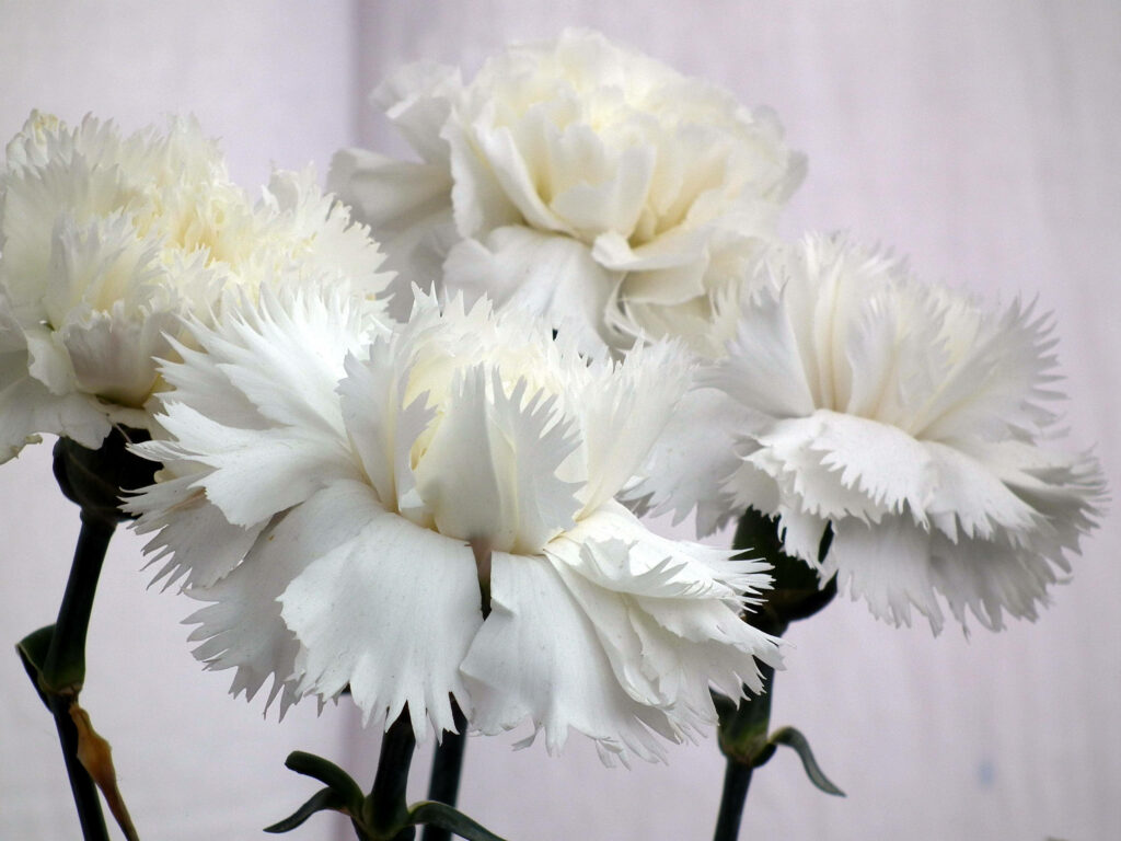 “Elegant White Carnations Wallpaper: Serene Floral Background”