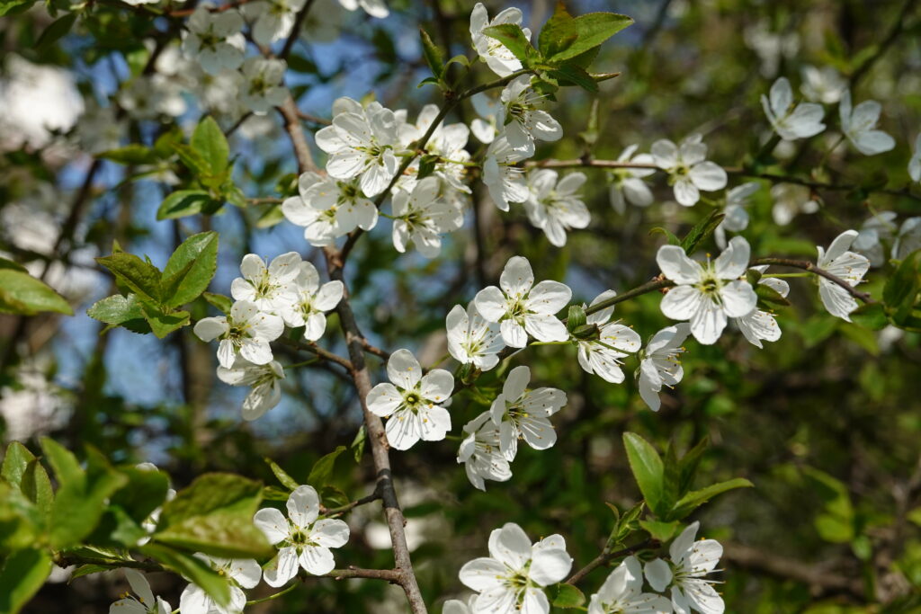 Serene Cherry Blossom Wallpaper: Delicate Flowers & Green Leaves