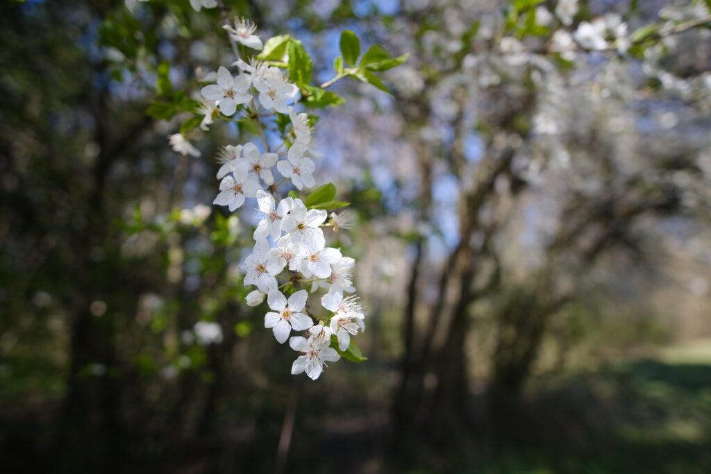 Delicate White Cherry Blossoms in Bloom: Spring Close-Up Wallpaper