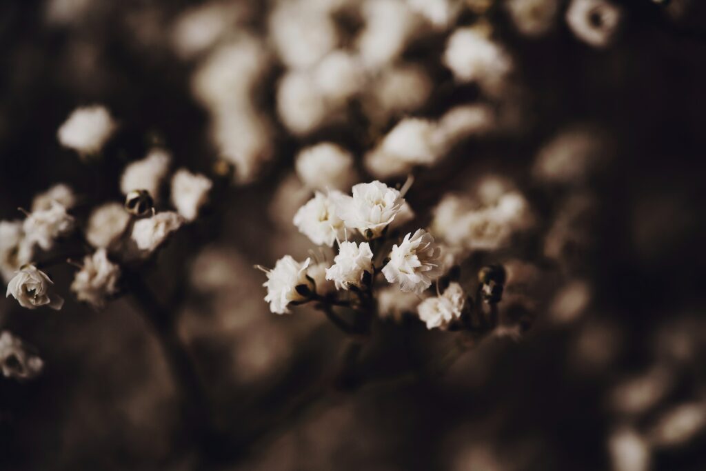 Serene White Cherry Blossom Wallpaper Background for Spring Garden