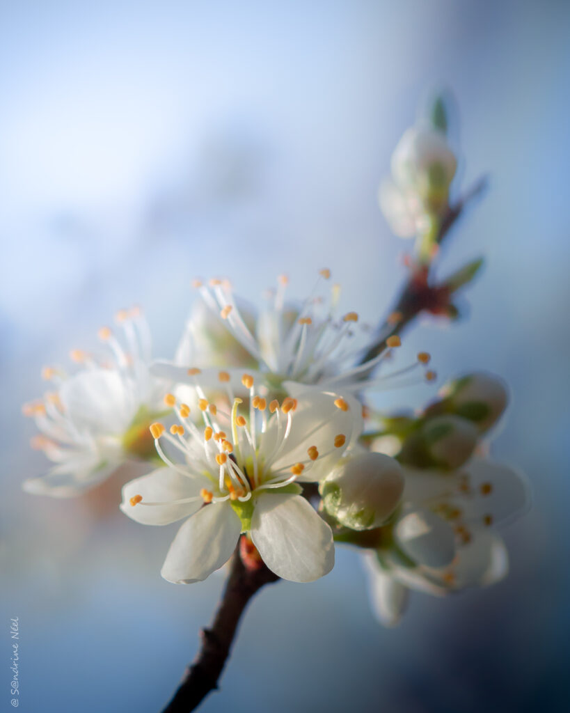 Delicate White Cherry Blossoms: Serene Springtime Wallpaper Background