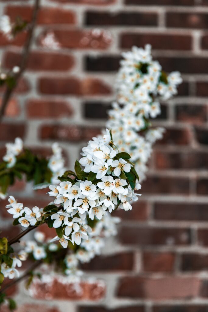 Serene White Cherry Blossoms on Rustic Brick Wall Background Wallpaper