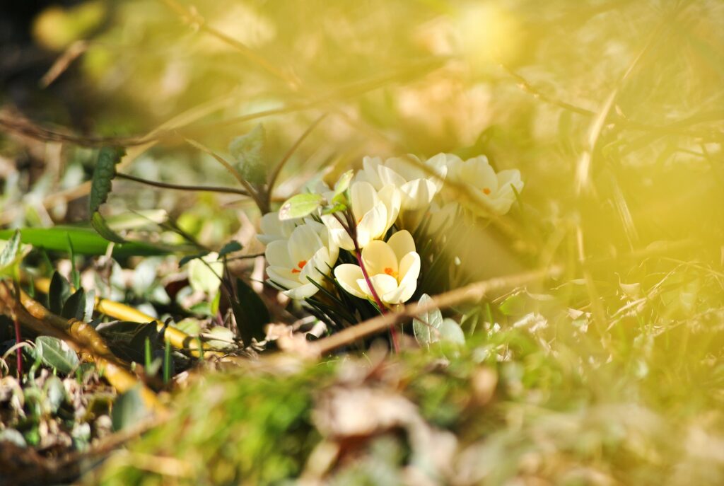 Delicate White Crocuses in Lush Spring Wallpaper Background