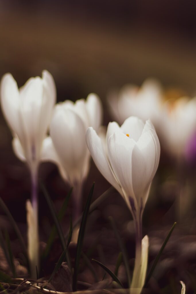 Soft Focus Wallpaper of Blooming White Crocuses - Nature's Beauty