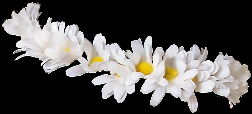 Delicate White Daisy Chain Wallpaper on Transparent Background