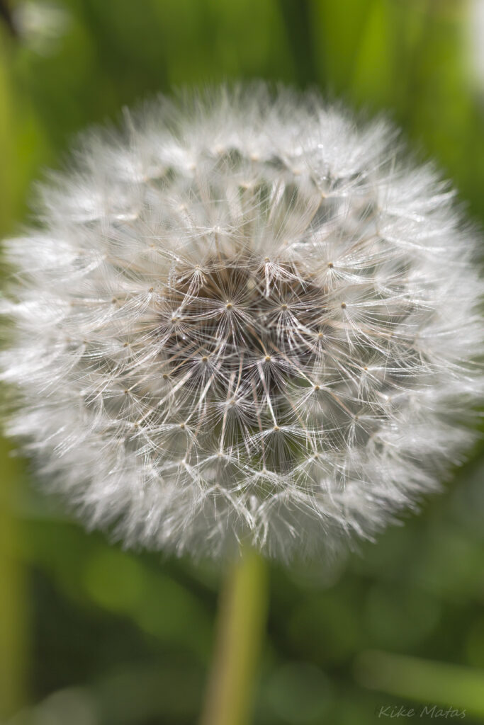 Delicate White Dandelion Close-Up: Intricate Fluff Wallpaper
