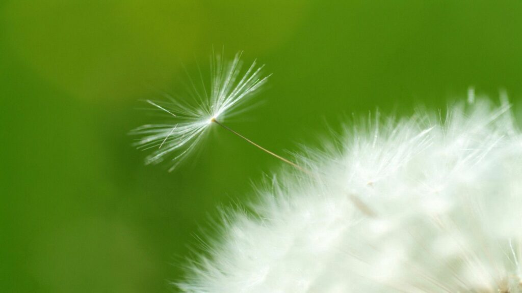 Delicate White Dandelion Seed Wallpaper on Vibrant Green Background