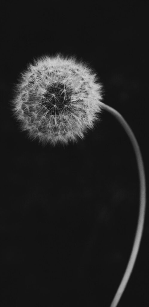 Elegant White Dandelion Wallpaper on Dark Background
