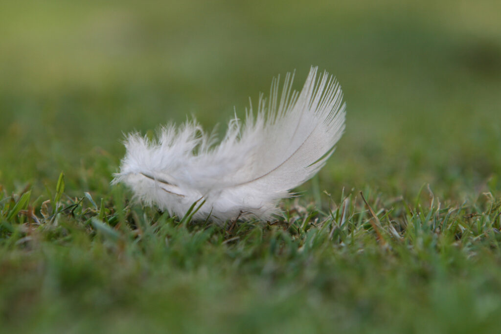 Delicate White Feather on Green Grass: Macro Wallpaper Background
