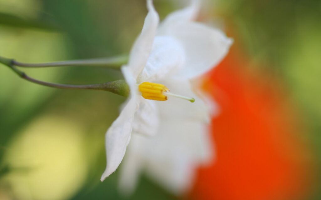 Delicate White Flower Close-Up: Serene Wallpaper Background