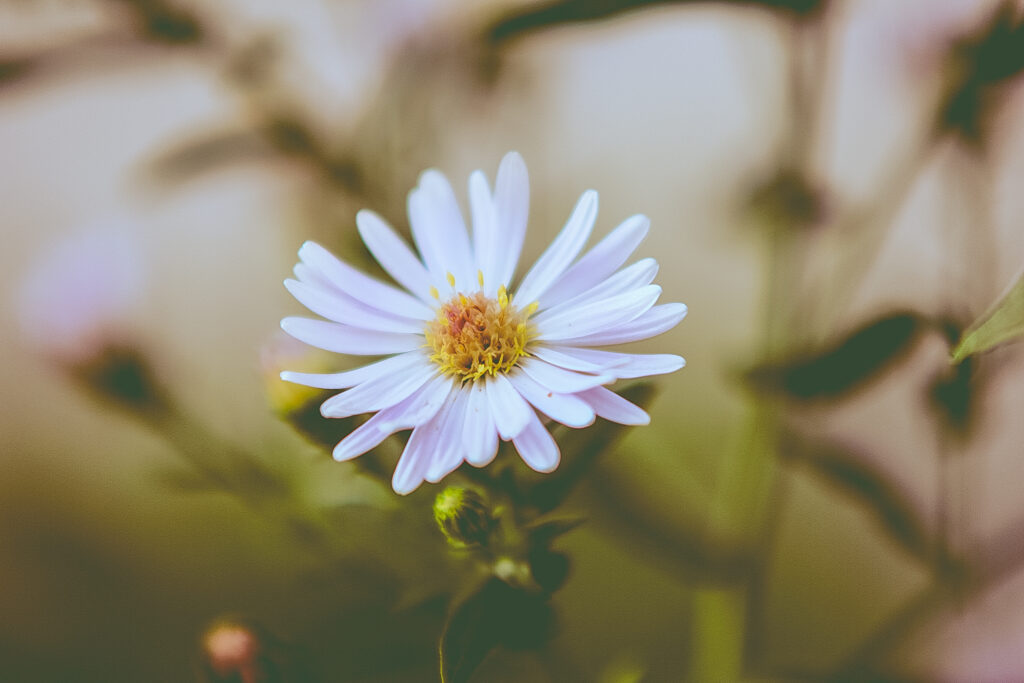 Delicate White Flower Close-Up: Soft Petals & Yellow Center Wallpaper