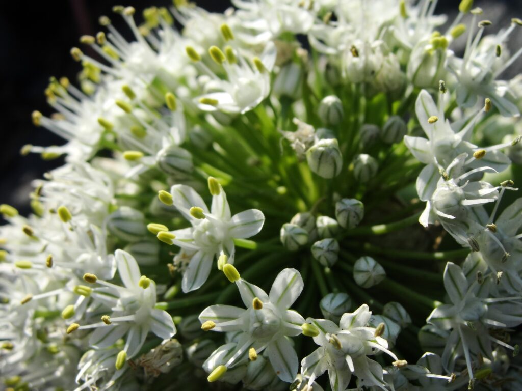 Breathtaking Close-Up Wallpaper of Delicate White Flowers