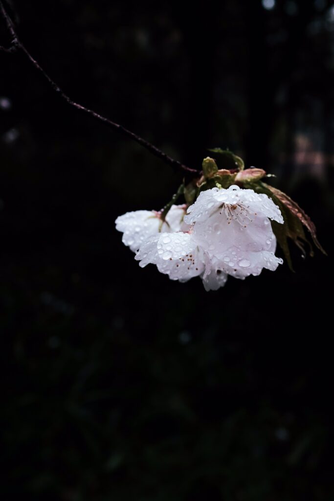 Delicate White Flower Cluster with Dewdrops on Dark Background Wallpaper