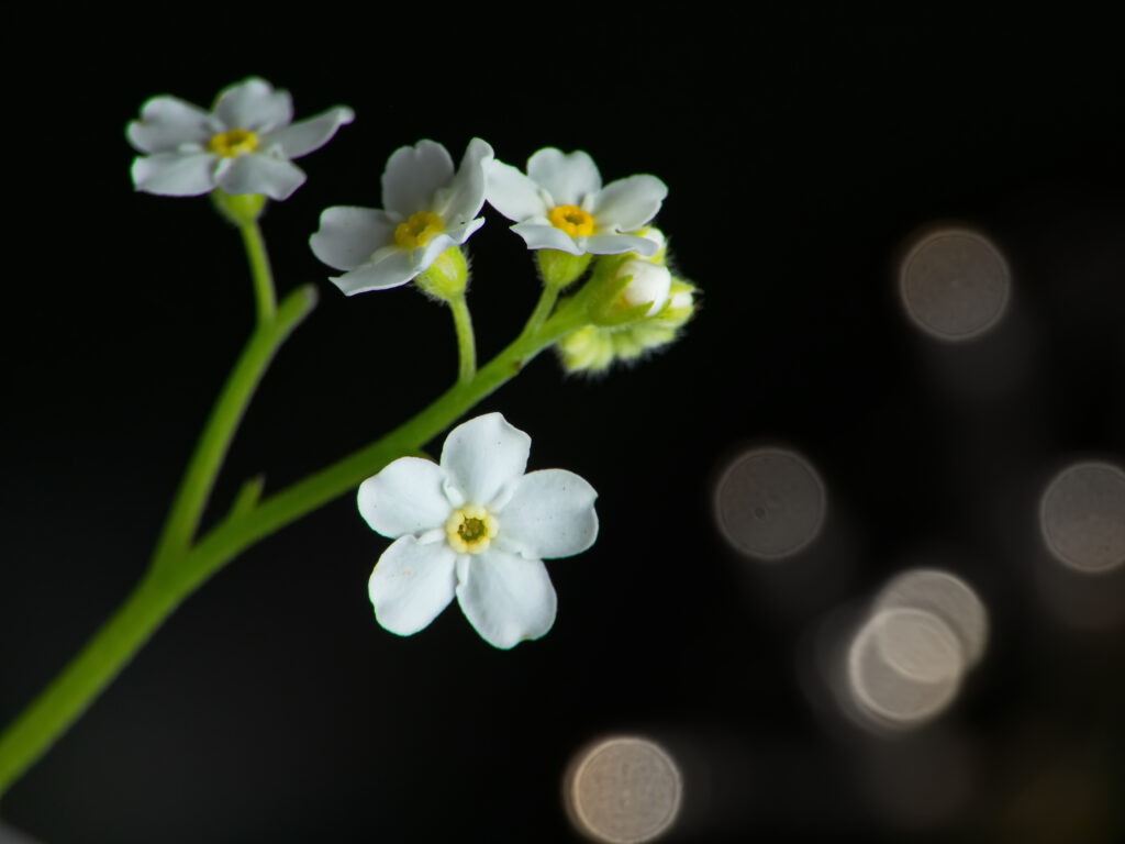 Delicate White Flowers Macro Wallpaper on Dark Bokeh Background