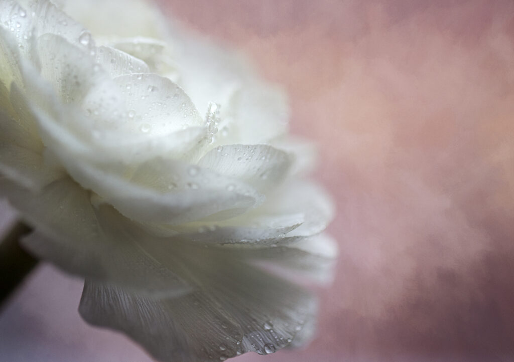 Delicate White Flower Macro with Water Drops - Soft Wallpaper Background