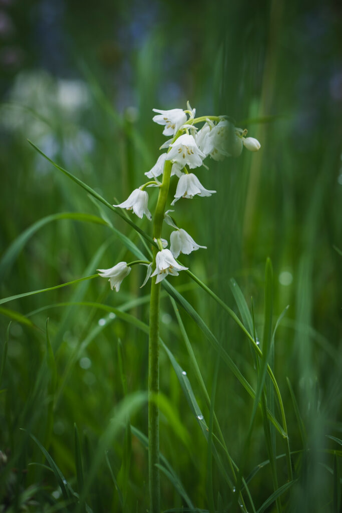 Serene Wallpaper: White Flower Amidst Lush Green Grasses