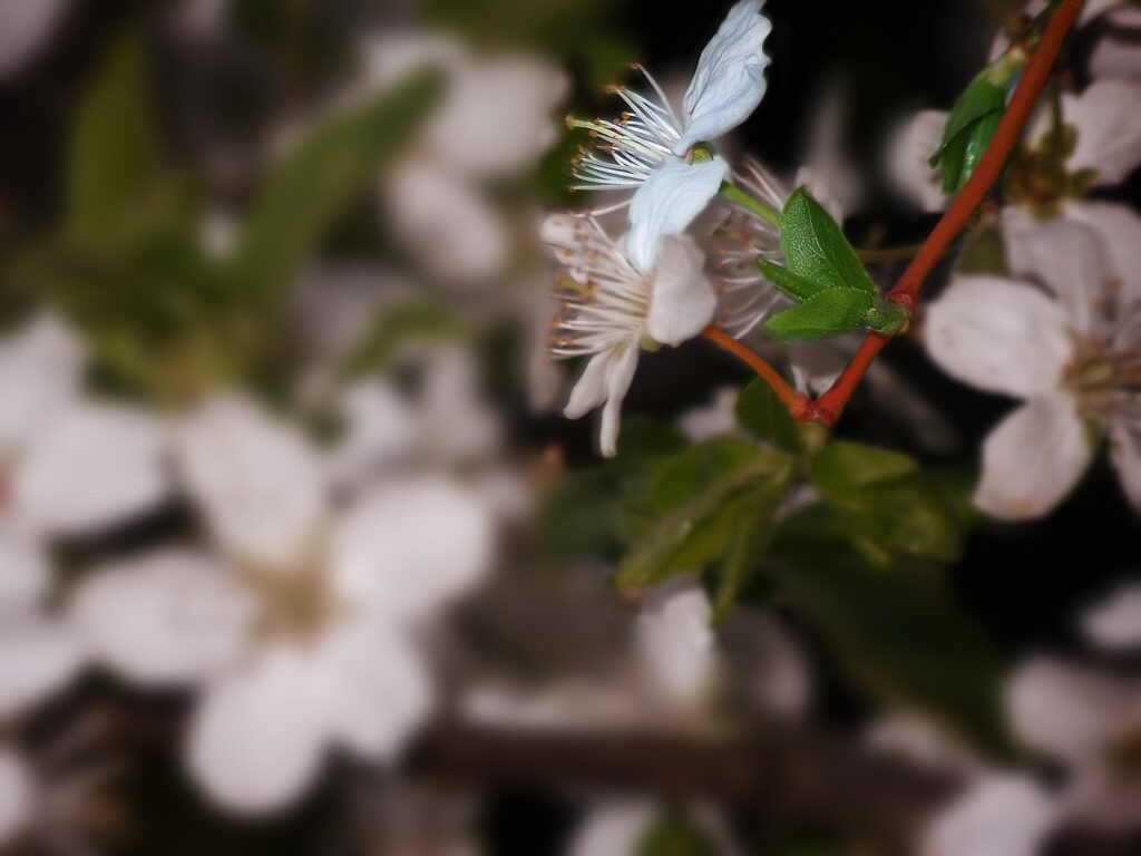 Close-Up White Flower Wallpaper with Greenery Background